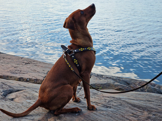 Hundkoppel DÅVLA 196 cm