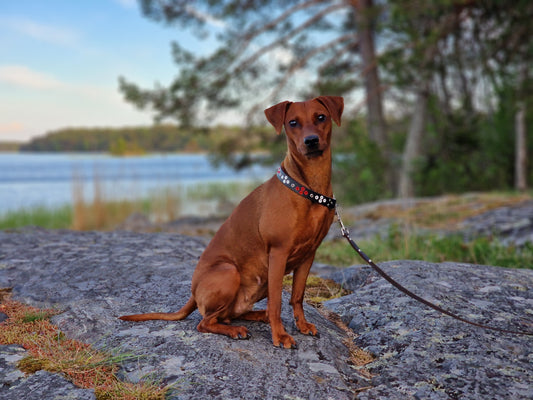 Hundhalsband KANAN 38 cm