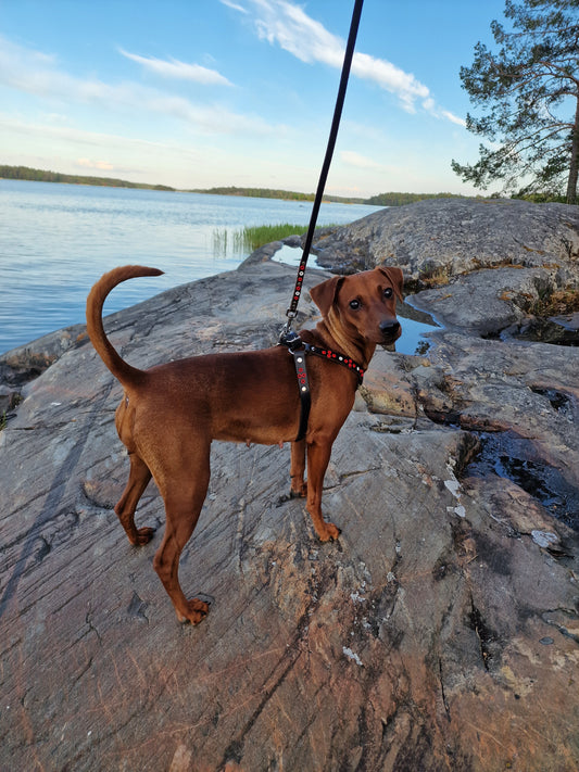 Hundkoppel DÅVLA 185 cm