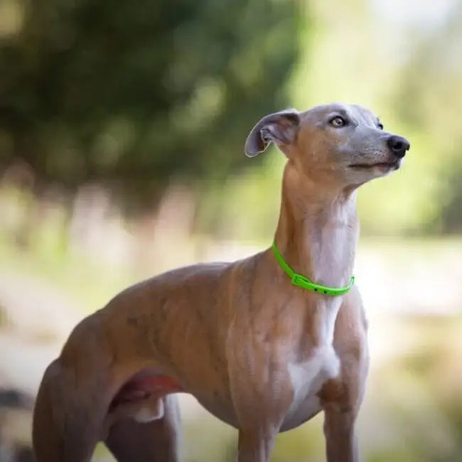 Neemoljhalsband för hund - Niki Natural Defence från Croci