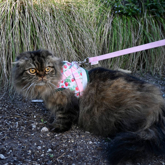 Strawberry Shortcake x Travel Cat sele och koppel för katt
