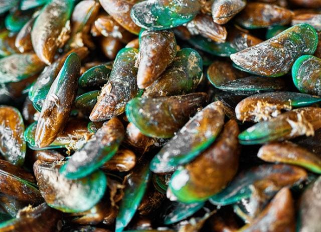 Green-lipped Mussel