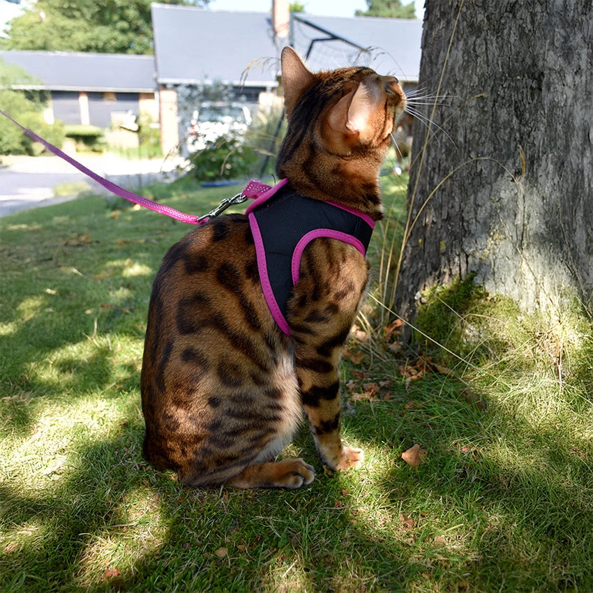 Bobby Safe bekvämt seleset för katter med koppel