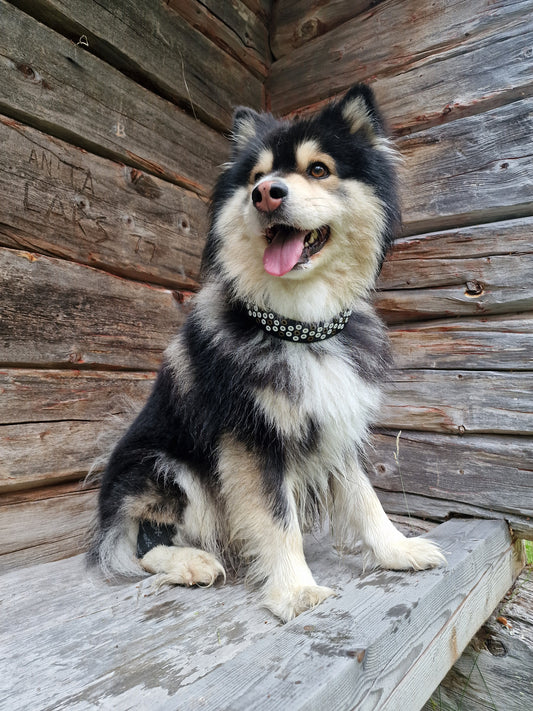 Hundhalsband ATJIKEN 47 cm