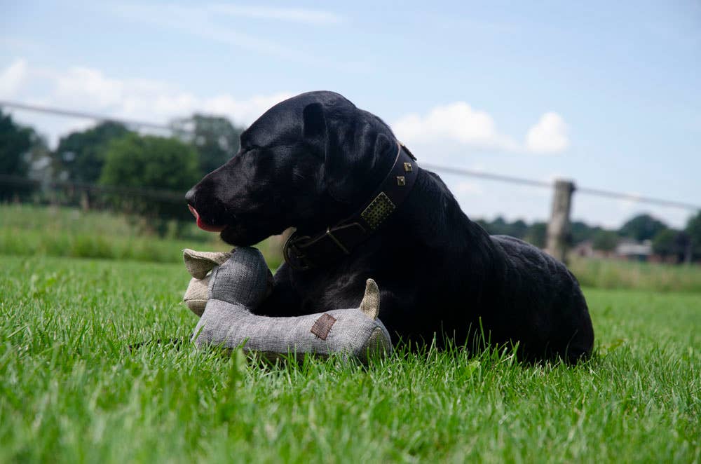 Landhund Oliver av återvunnen plast