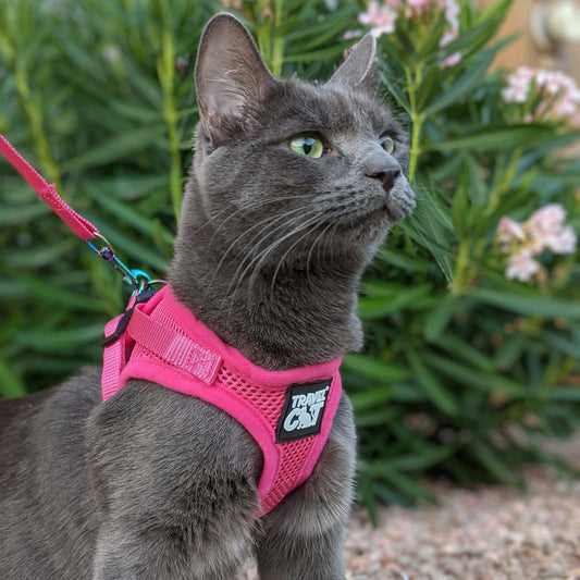 The Purrfectly Pink iriserande sele och koppel-set