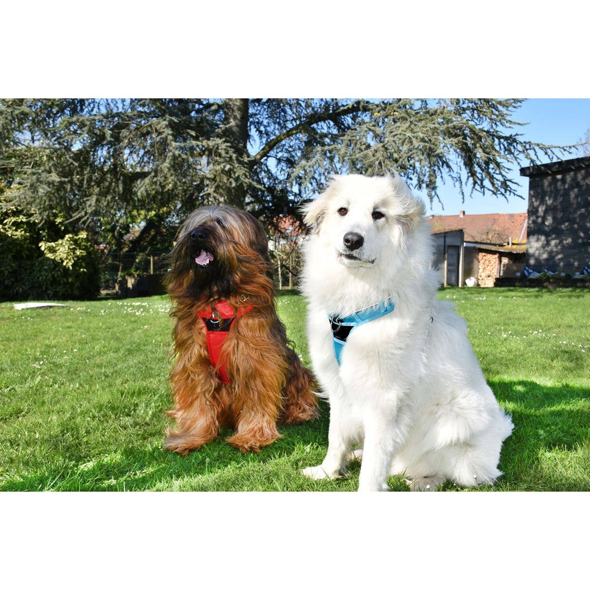 Hundsele Rando Walk från Croci – robust, bekväm, finns i 4 storlekar och 7 färger