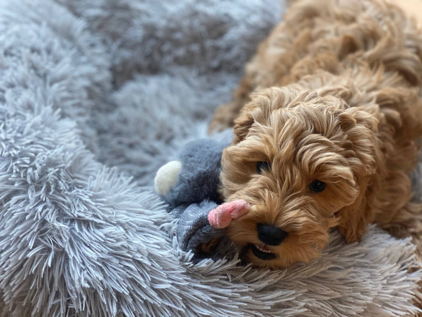 Bunny Puppy tuggrep med kaninmotiv