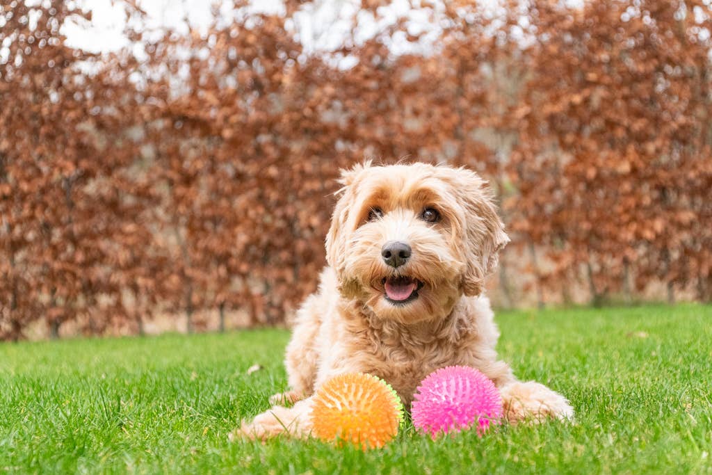 Dog Comets Exoplanet Orange L