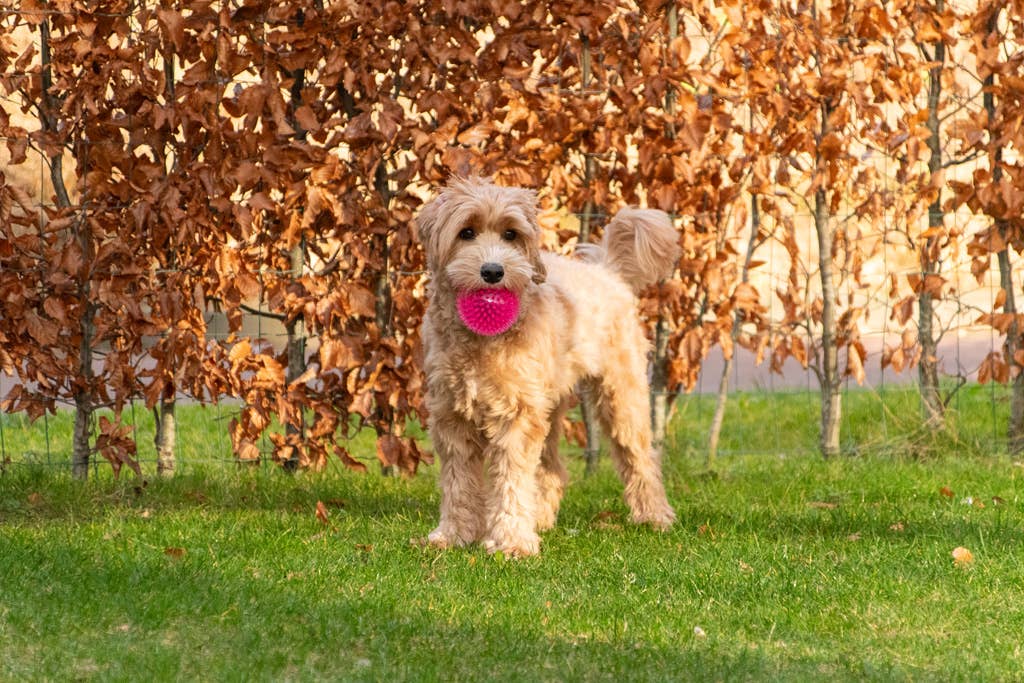 Dog Comets Exoplanet Orange L