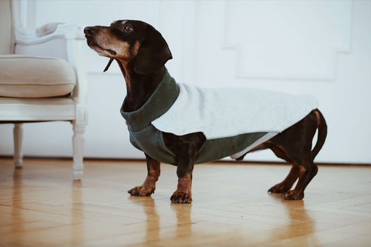 Dachshund fleecejumper Bono med krage