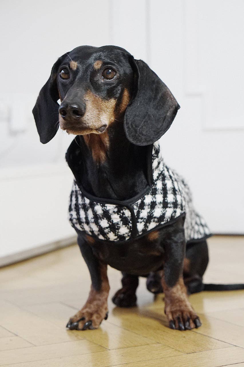 Dachshund Couture hundrock Emily i Paris i svartvitt hundtandsmönster