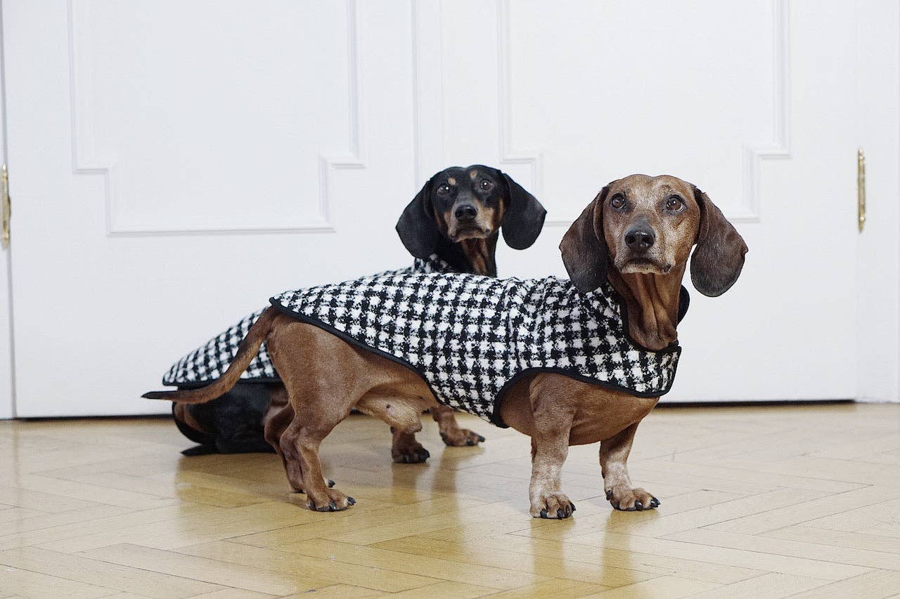 Dachshund Couture hundrock Emily i Paris i svartvitt hundtandsmönster