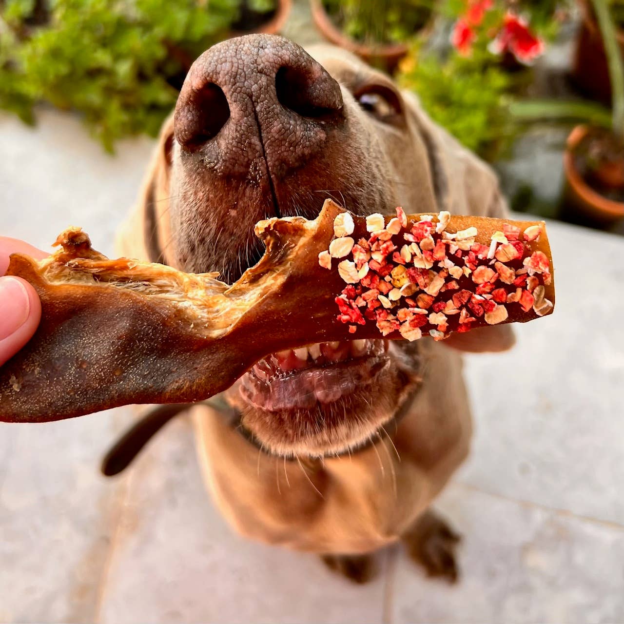 Candy Crush-paket – lufttorkade kött- och fiskgodisar med dogfetti