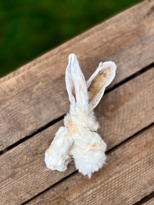 Kaninöron med päls