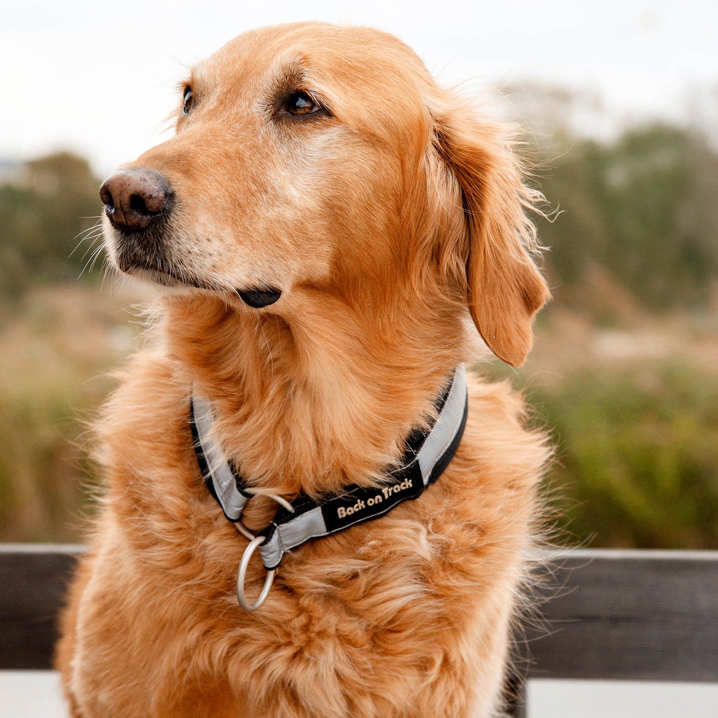 Molly hundhalsband från Back on Track