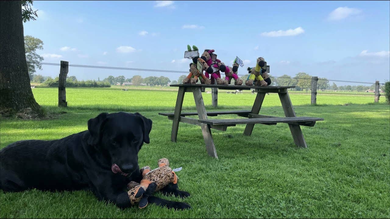 Retrodog Åsna Orange S