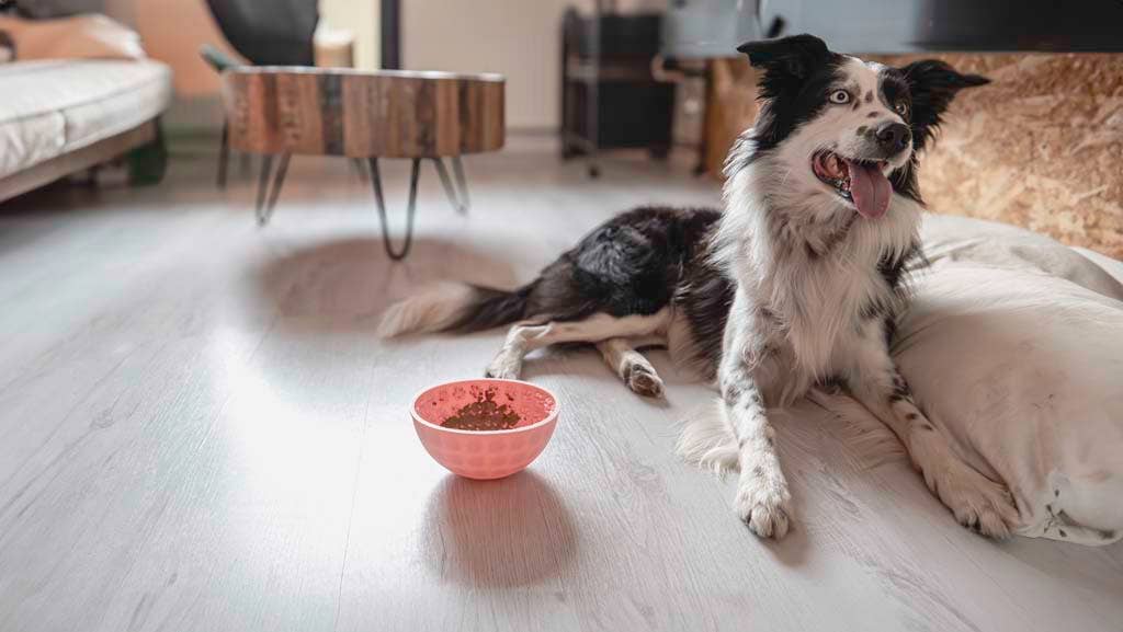 Slickmatta wobbelkom för hund och katt, rosa