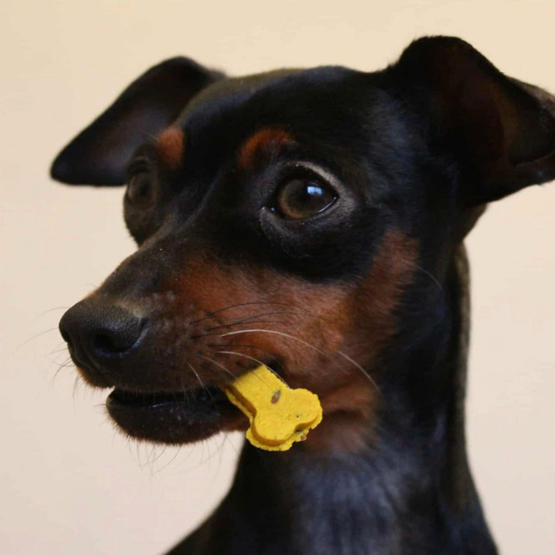 Sintra Bliss - Naturliga hundgodisar med superfoods