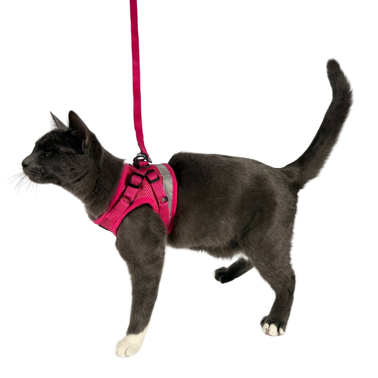 The Purrfectly Pink iriserande sele och koppel-set