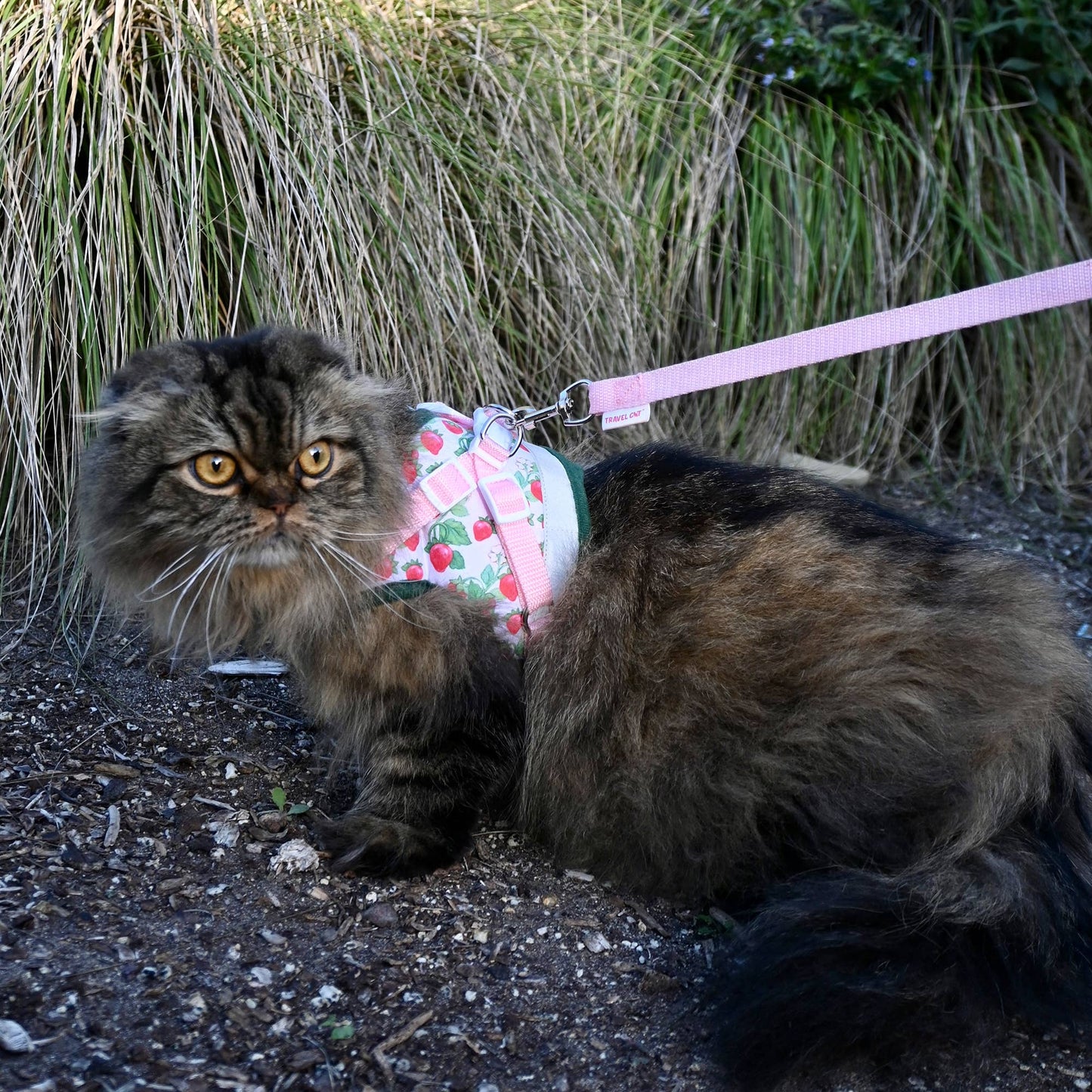 Strawberry Shortcake x Travel Cat sele och koppel för katt