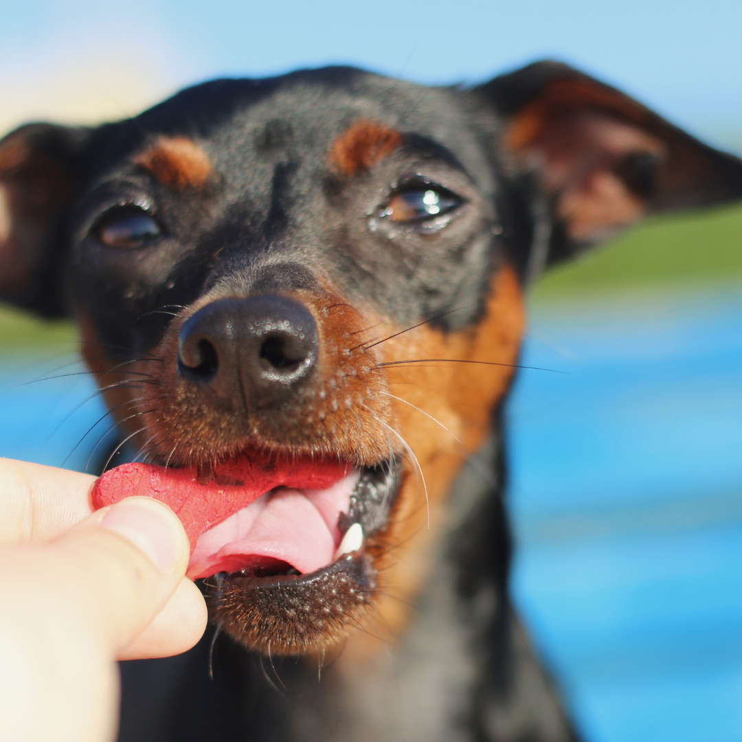 Lisboa Beet - Naturliga hundgodisar med superfoods