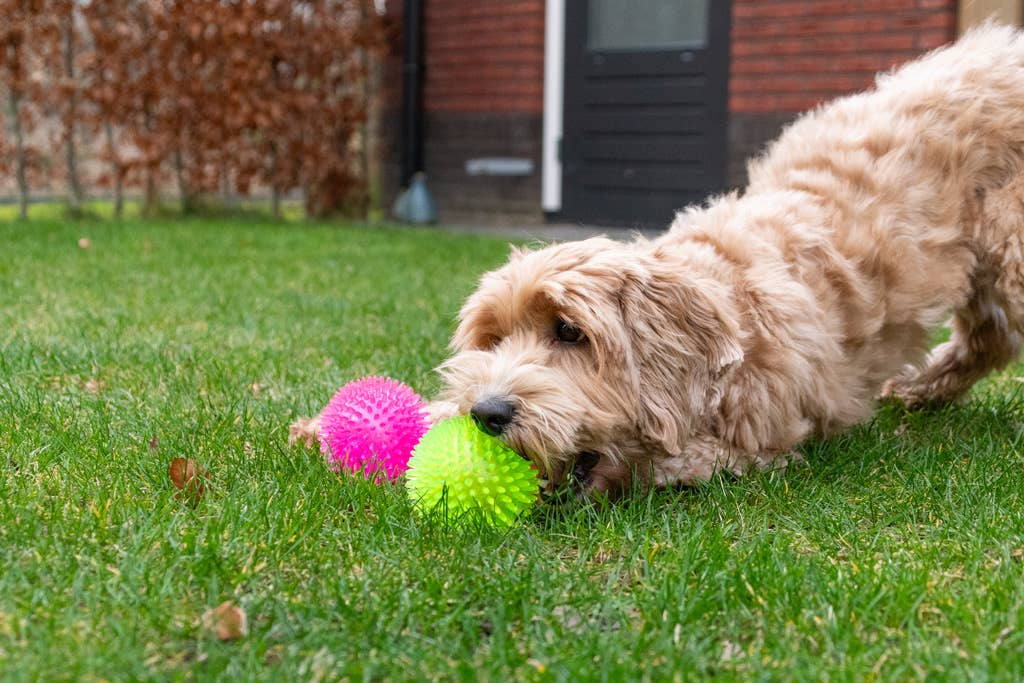 Dog Comets Exoplanet boll för hundar, rosa M